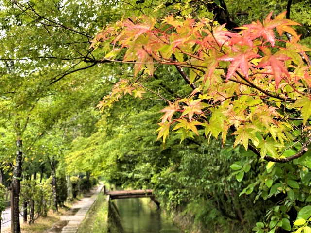 津田沼の自然を感じる画像